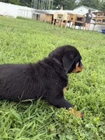 King, a female Rottweiler for sale in Camden Wyoming, DE – 2 of 3
