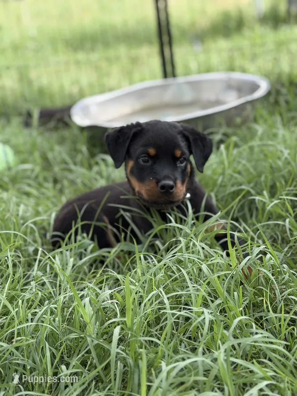 Bruno – Rottweiler puppy for sale in Camden Wyoming, DE