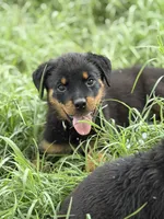 Bruno, a female Rottweiler for sale in Camden Wyoming, DE – 5 of 5