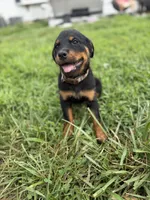 Daisy, a female Rottweiler for sale in Camden Wyoming, DE – 3 of 6
