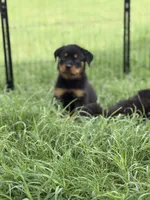 Bruno, a female Rottweiler for sale in Camden Wyoming, DE – 4 of 5