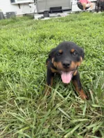 Daisy, a female Rottweiler for sale in Camden Wyoming, DE – 6 of 6