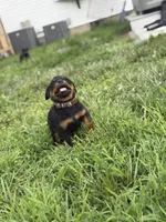 Daisy, a female Rottweiler for sale in Camden Wyoming, DE – 2 of 6