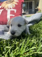 Black collar. -Mack, a male Scottish Terrier for sale in Beaumont, CA – Photo 3 of 4