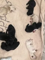 Black collar. -Mack, a male Scottish Terrier for sale in Beaumont, CA – Photo 2 of 4