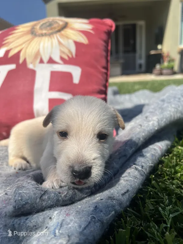 Black collar. -Mack – Scottish Terrier puppy on hold in Beaumont, CA
