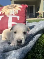 Black collar. -Mack, a male Scottish Terrier for sale in Beaumont, CA – Photo 1 of 4