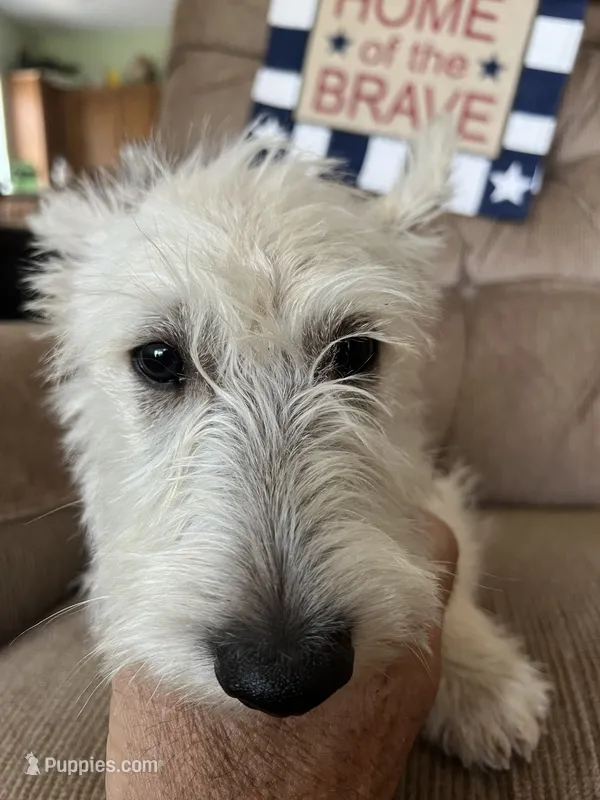 Blue collar - Barney - CKC registered – Scottish Terrier puppy for sale in Beaumont, CA