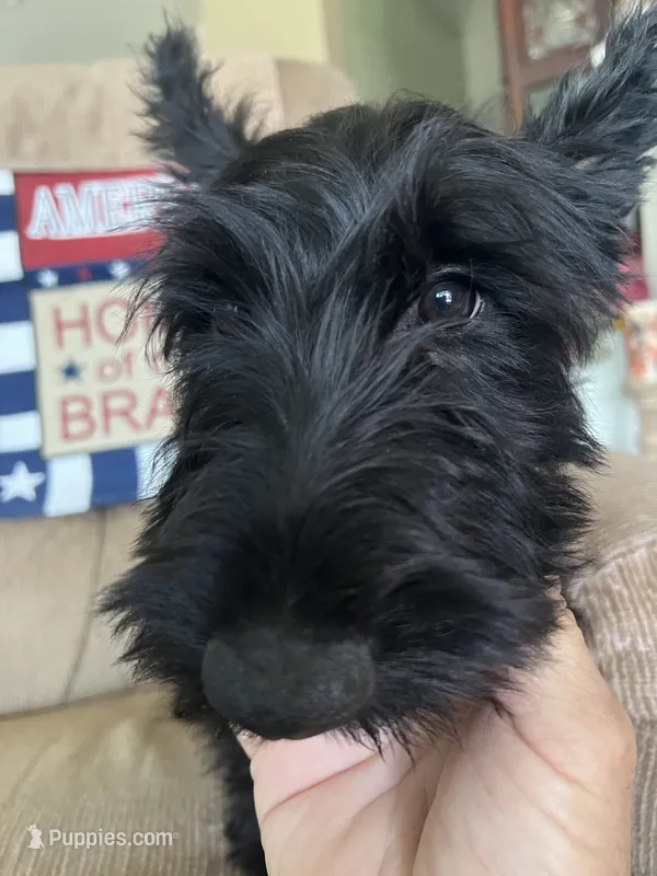 Pink collar - Ian  -  CKC  registered – Scottish Terrier puppy for sale in Beaumont, CA