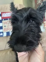 Pink collar - Ian  -  CKC  registered, a male Scottish Terrier for sale in Beaumont, CA – 1 of 10