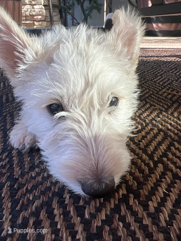 Blue collar - Barney – Scottish Terrier puppy for sale in Beaumont, CA
