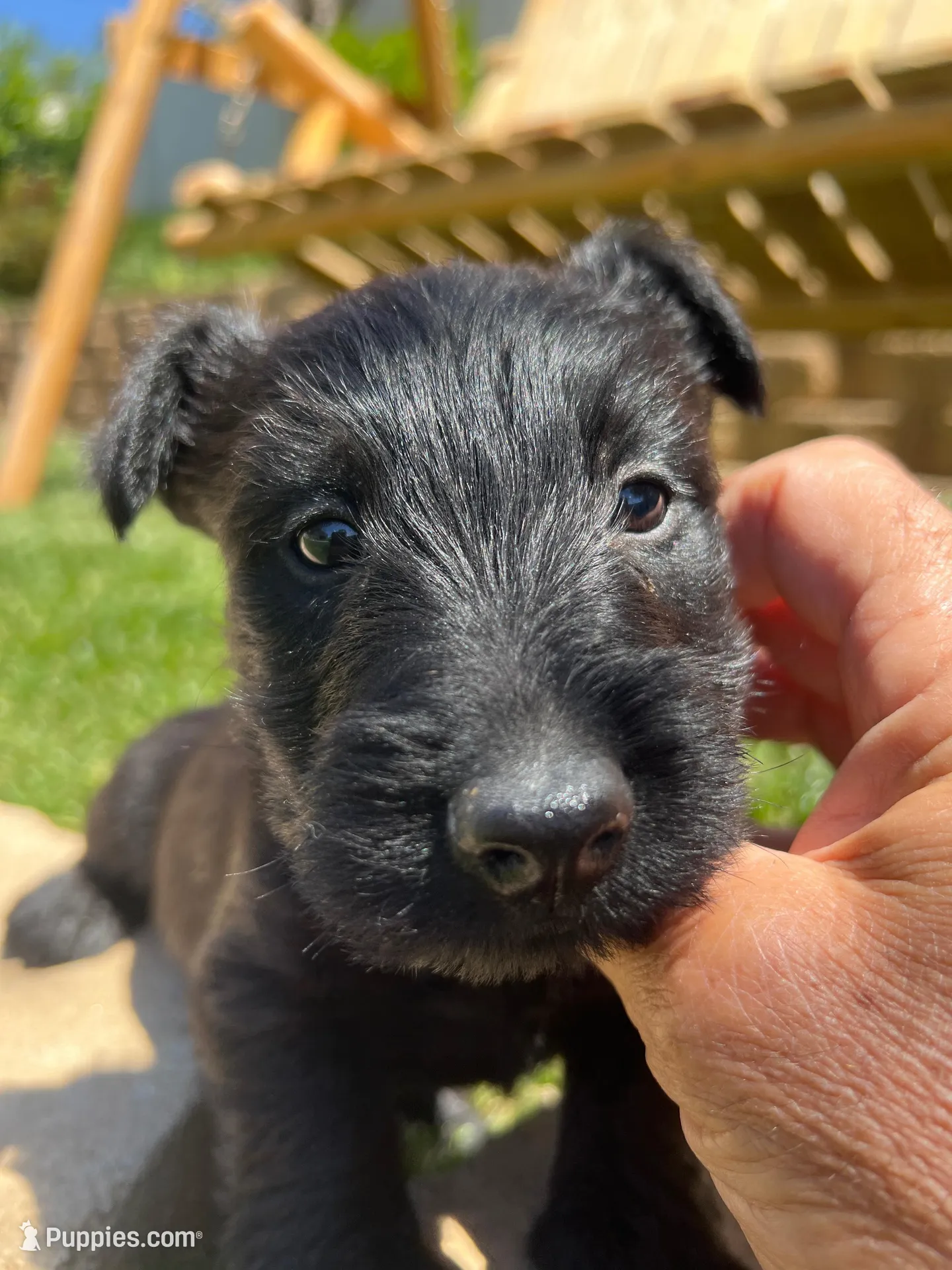 Purple collar - Ian, a male Scottish Terrier for sale in Beaumont, CA – 2 of 7