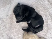 Purple collar - Ian, a male Scottish Terrier for sale in Beaumont, CA – Photo 3 of 4