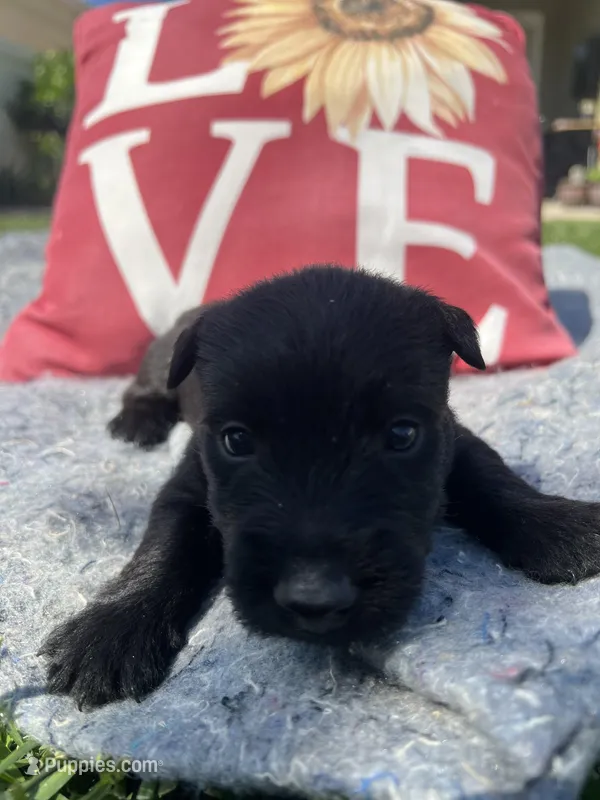 Purple collar - Ian – Scottish Terrier puppy for sale in Beaumont, CA