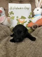 Purple collar - Ian, a male Scottish Terrier for sale in Beaumont, CA – Photo 2 of 4