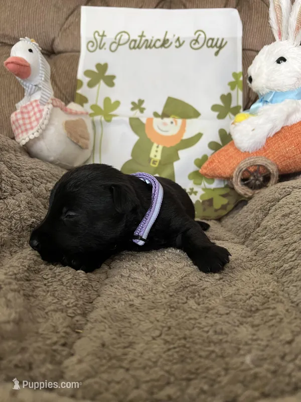 Purple collar - Ian – Scottish Terrier puppy for sale in Beaumont, CA
