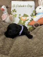 Purple collar - Ian, a male Scottish Terrier for sale in Beaumont, CA – Photo 1 of 4