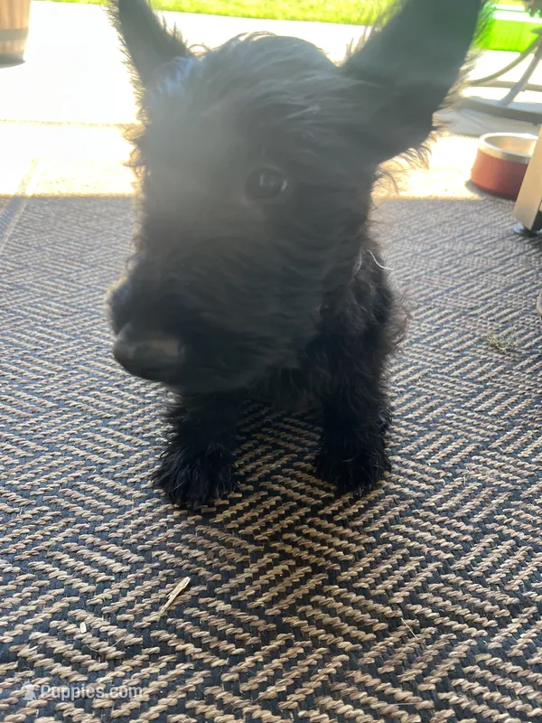Purple collar - Ian  -  CKC  registered – Scottish Terrier puppy for sale in Beaumont, CA