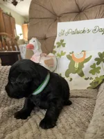 green  collar  -  Riley, a male Scottish Terrier for sale in Beaumont, CA – Photo 1 of 3