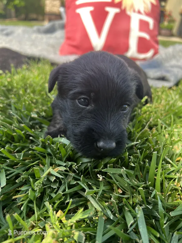 green  collar  -  Riley – Scottish Terrier puppy for sale in Beaumont, CA