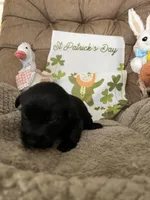 green  collar  -  Riley, a male Scottish Terrier for sale in Beaumont, CA – Photo 2 of 3