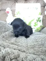 Orange collar - Duffy, a male Scottish Terrier for sale in Beaumont, CA – Photo 2 of 3