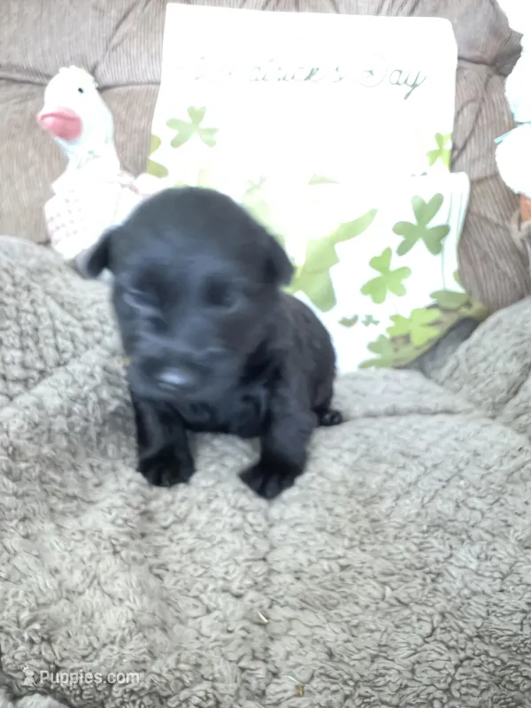 Orange collar - Duffy – Scottish Terrier puppy for sale in Beaumont, CA