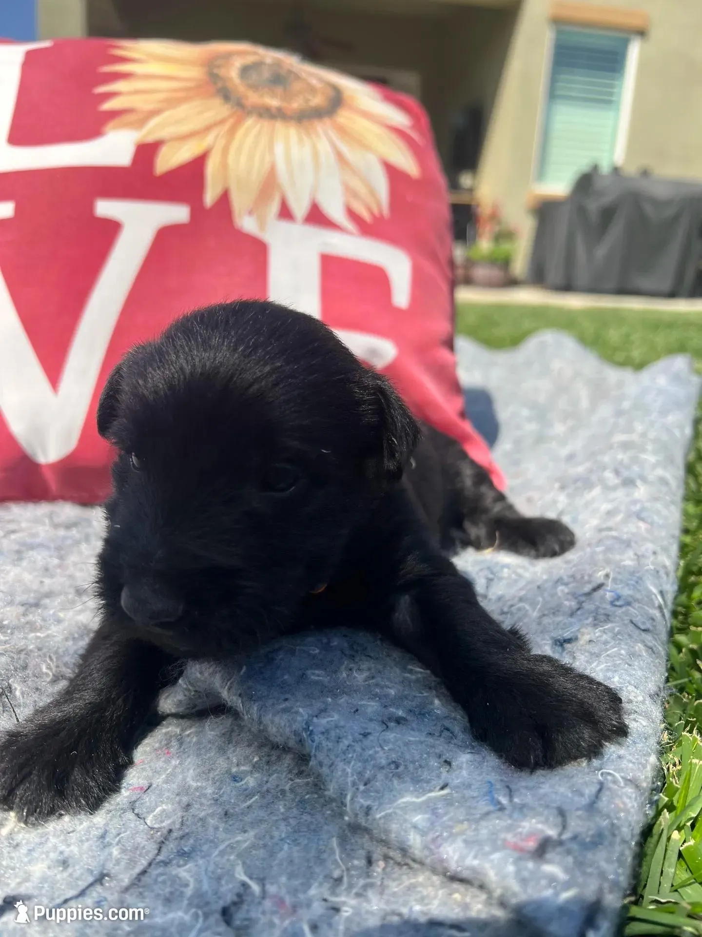 Orange collar - Duffy, a male Scottish Terrier for sale in Beaumont, CA – 4 of 7