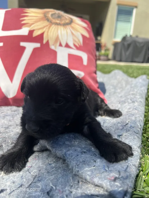 Orange collar - Duffy – Scottish Terrier puppy for sale in Beaumont, CA