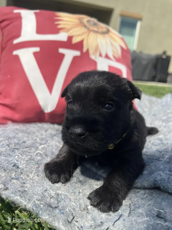 Yellow collar - Tipper – Scottish Terrier puppy for sale in Beaumont, CA