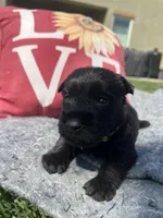 Yellow collar - Spencer , a male Scottish Terrier for sale in Beaumont, CA – 2 of 6