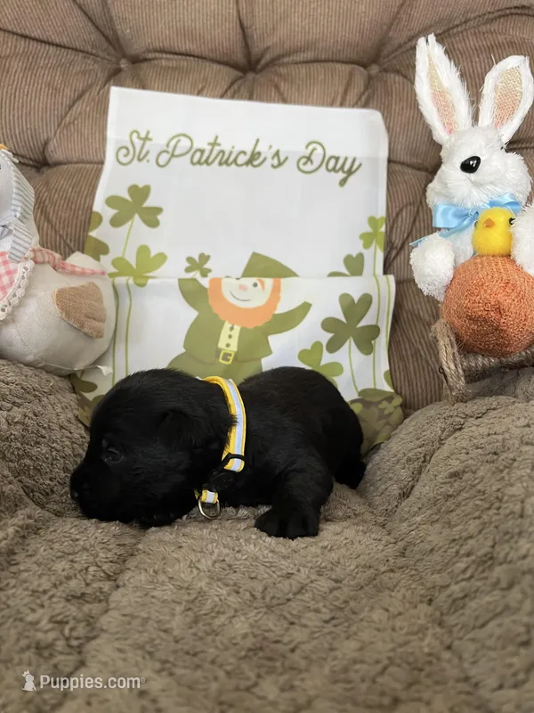 Yellow collar - Tipper – Scottish Terrier puppy for sale in Beaumont, CA