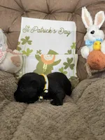 Yellow collar - Tipper, a male Scottish Terrier for sale in Beaumont, CA – Photo 1 of 3