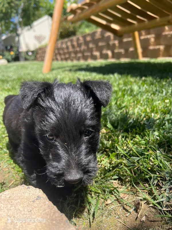 green  collar  -  Riley – Scottish Terrier puppy for sale in Beaumont, CA