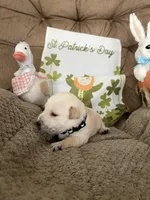 Black collar - Mack , a male Scottish Terrier for sale in Beaumont, CA – Photo 2 of 3