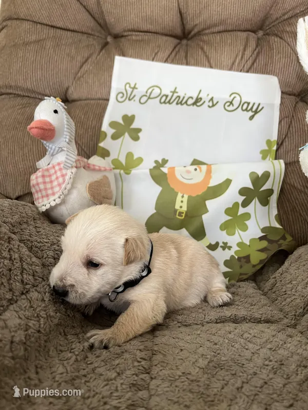 Black collar - Mack  – Scottish Terrier puppy for sale in Beaumont, CA