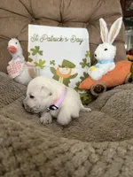 Pink collar - Molly, a female Scottish Terrier for sale in Beaumont, CA – Photo 3 of 3