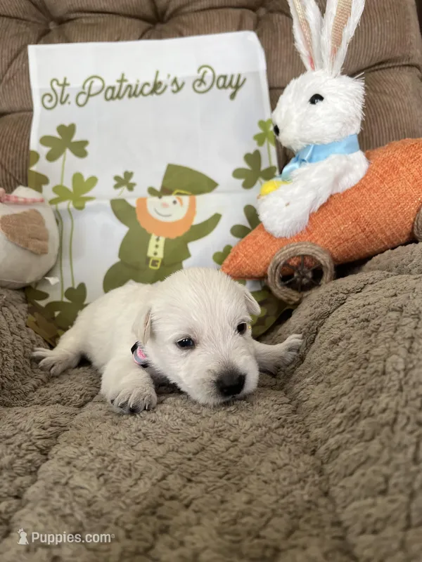 Pink collar - Molly – Scottish Terrier puppy for sale in Beaumont, CA