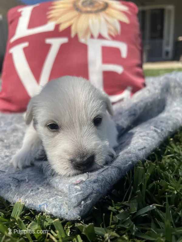 Pink collar - Molly – Scottish Terrier puppy for sale in Beaumont, CA