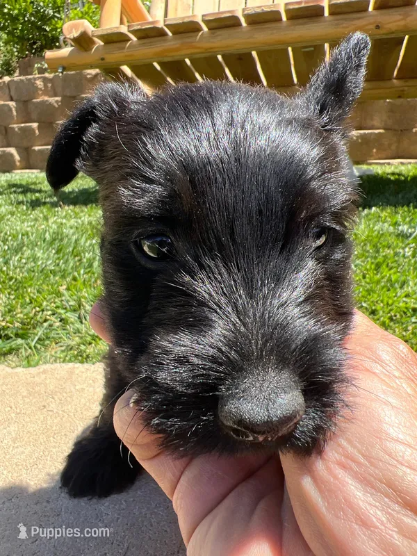 Yellow collar - Tipper – Scottish Terrier puppy for sale in Beaumont, CA