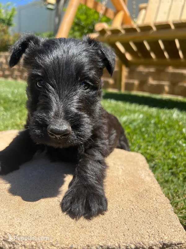 Orange collar - Duffy – Scottish Terrier puppy for sale in Beaumont, CA