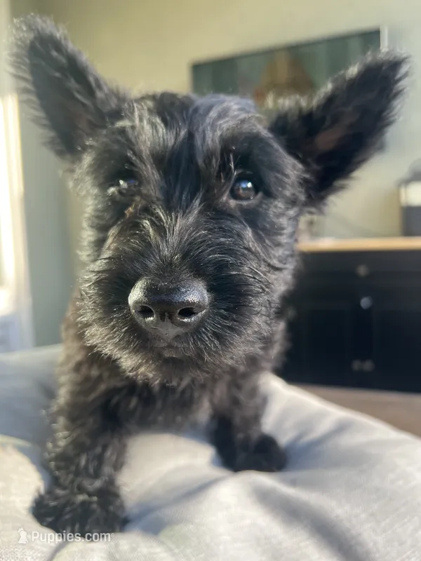 green  collar  -  Riley – Scottish Terrier puppy for sale in Beaumont, CA