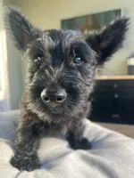 green  collar  -  Riley, a male Scottish Terrier for sale in Beaumont, CA – 1 of 7