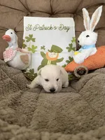 Blue collar - Barney, a male Scottish Terrier for sale in Beaumont, CA – Photo 3 of 3