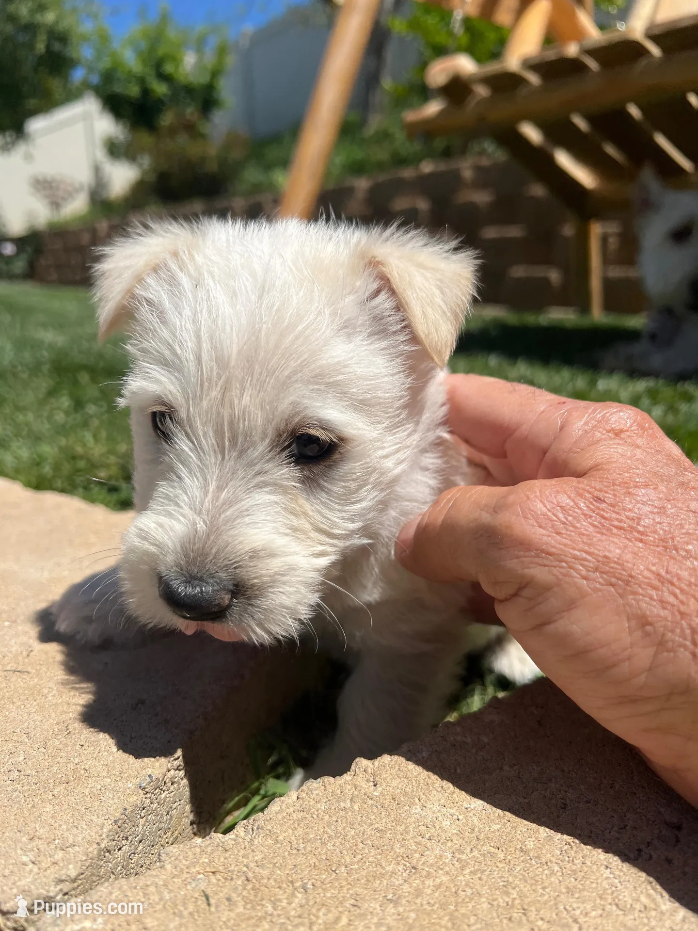 Blue collar - Barney, a male Scottish Terrier for sale in Beaumont, CA – 2 of 7