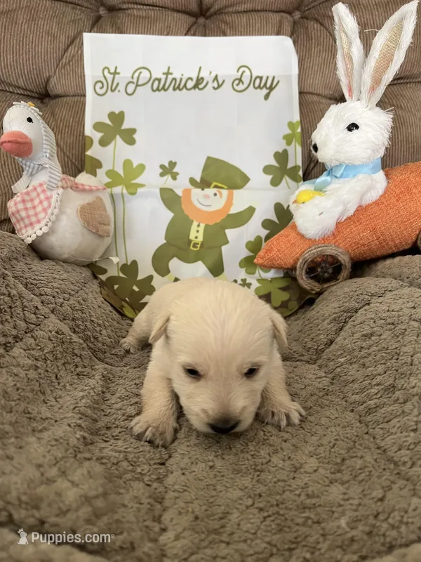 Blue collar - Barney – Scottish Terrier puppy for sale in Beaumont, CA