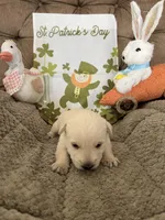 Blue collar - Barney, a male Scottish Terrier for sale in Beaumont, CA – Photo 1 of 3