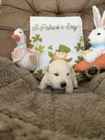 Blue collar - Barney, a male Scottish Terrier for sale in Beaumont, CA – Photo 2 of 3