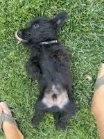 Purple collar - Ian  -  CKC  registered, a male Scottish Terrier for sale in Beaumont, CA – 2 of 9
