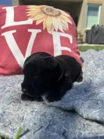 Red collar. -Ozzy, a male Scottish Terrier for sale in Beaumont, CA – Photo 2 of 5